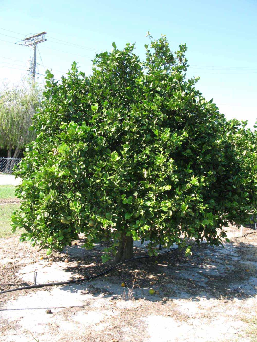              Habit (Winter Haven, FL)       